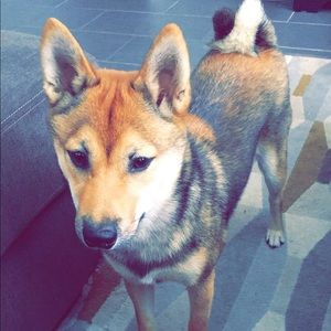 Meet your Posher, Jenny